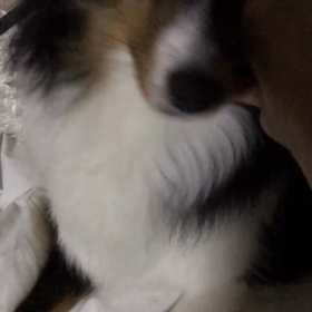 おねだりの画像
