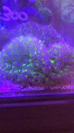 サンゴと魚が入荷❗️の記事動画