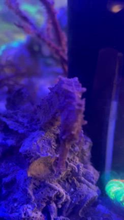 オオウミウマ入荷❗️の記事動画