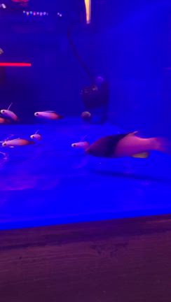ゴールデンウィーク　定休日などの記事動画