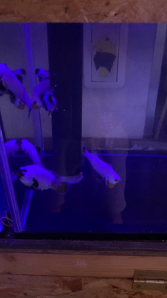カクレクマノミ類！入荷の記事動画