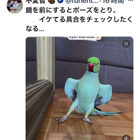 この鳥メチャクチャかわいい♡♡♡♡♡の画像