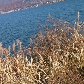 11月9日に無事退院しました。の画像