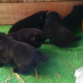 甲斐犬 子犬 飼い主様募集中の画像