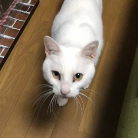 今日は実家に帰ってきた！(❁´ω`❁)の画像