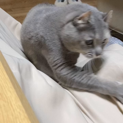 コタツでにゃんこの記事動画