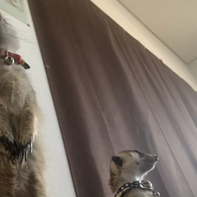 なんとか。。。の画像