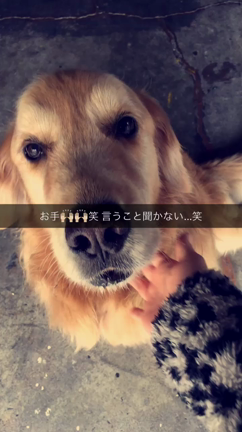私の癒し❣の記事動画