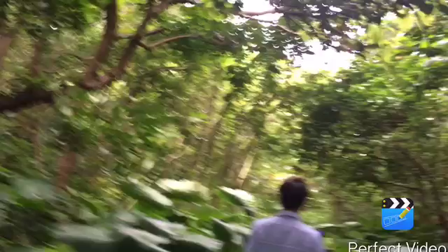 奄美大島の思い出❤️の記事動画