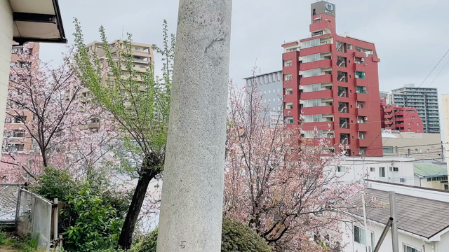３月最終日！どんな1ヶ月でしたか？(動画あり)の記事動画