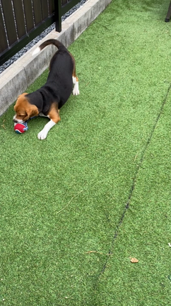 まだ1歳でもないのにの記事動画