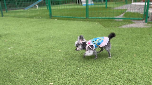 看板犬Noah と淡路島・グランピング旅～ゆったり、まったり過ごす～の記事動画