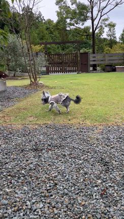 看板犬Noah と淡路島・グランピング旅～朝ごはんはやっぱり絶品でした～の記事動画