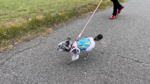 看板犬Noahと淡路島・グランピング旅①～あわじ花さじきはとても素敵な場所でした～の記事動画