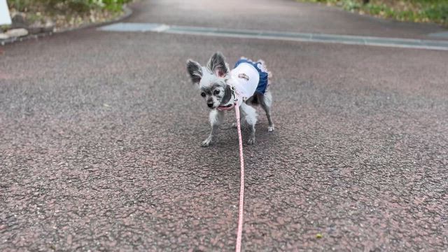 看板犬Noahと春のお出かけ～家ではシャカシャカ、外ではトボトボ？（笑）~の記事動画