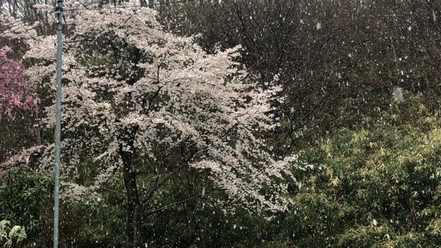 平成最後のなごり雪の記事動画