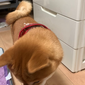 2021/11/04の画像
