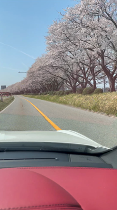 シリーズ「おネエと桜‘23」の記事動画