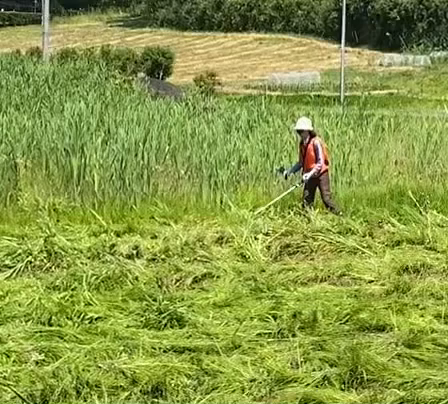 花巻市家事パル現場女子、草刈り‼️の記事動画