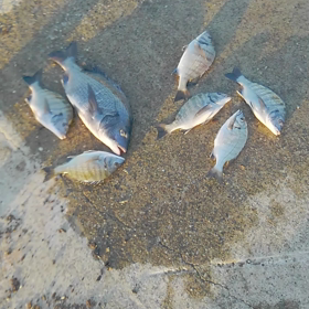 紀州釣りの画像