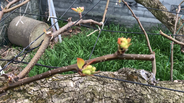 桜の開花宣言 梨は？の記事動画