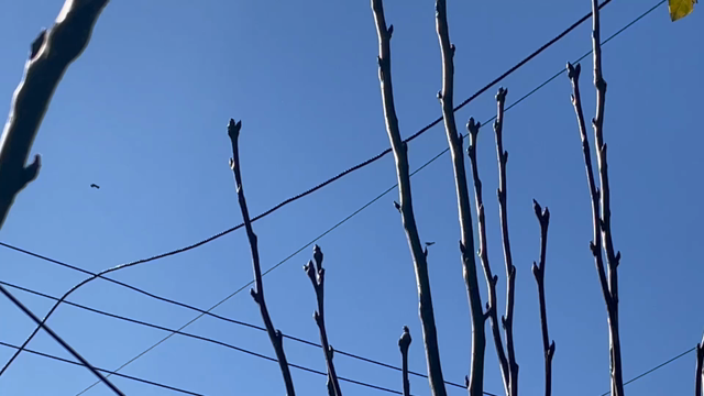 くるりの記事動画
