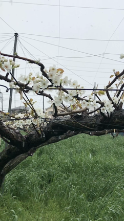 雪かよ❗️梨の花が・・・の記事動画