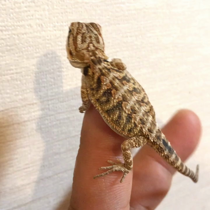 【販売】フトアゴヒゲトカゲ ハイカラーhetトランスの記事動画