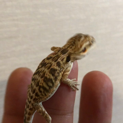 【販売】フトアゴヒゲトカゲ ベビーレザーバックの記事動画