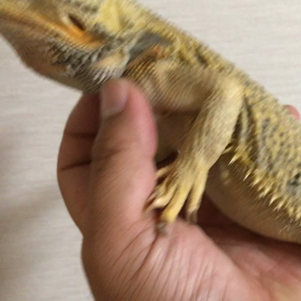 【販売】再募集 フトアゴヒゲトカゲ アダルトイエローオスの記事動画