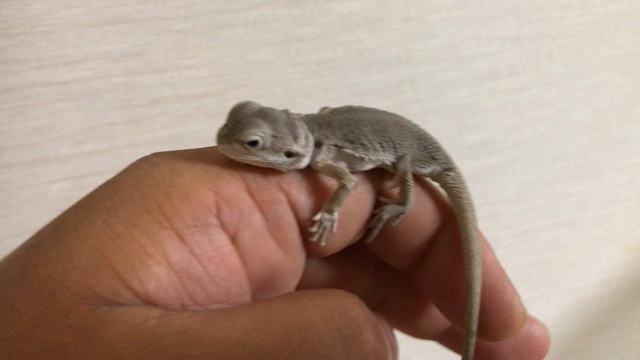【販売】フトアゴヒゲトカゲ トランスZEROの記事動画