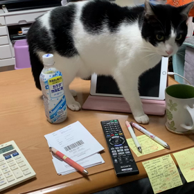 動画の画像