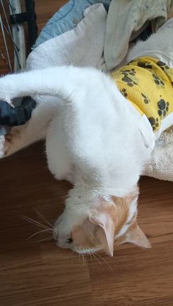 野良犬共に襲われた猫の現在の記事動画