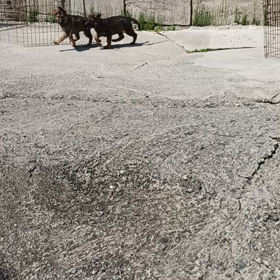 ジャーマンシェパードドッグ仔犬の画像