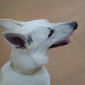 ★オヤツを探せ★｜東京都｜犬のしつけ｜Dog School YAMAGATAの画像