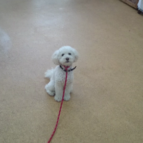 ★お預かりトレーニング★｜東京都｜犬のしつけ｜Dog School YAMAGATAの画像