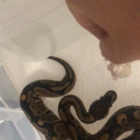 自宅飼育爬虫類 ボールパイソン！(捕食動画あり)の画像