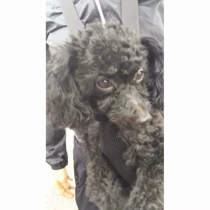 お彼岸の記事動画