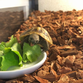 もぐもぐ食べるよの画像