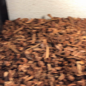 カメ頭ひょっこりはんの画像