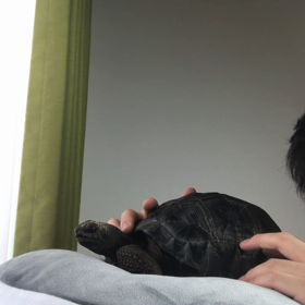 ゾウガメ飼育心構えの画像