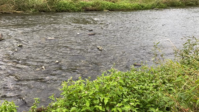 小さい秋は積極的にみつけなければならないの記事動画