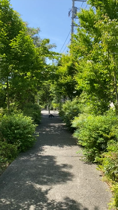カラスと一緒に歩きましょうの記事動画