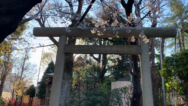 「桜の特別御朱印」は 頒布期間を延長していますの記事動画