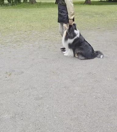 なんじゃもんじゃの木の記事動画