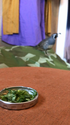 カンムリさぶの朝ごはん♪の記事動画