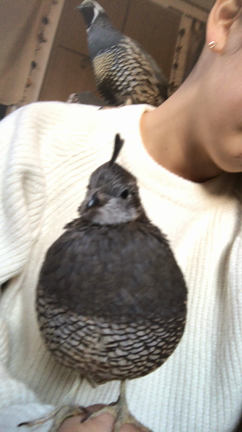 肩乗りのカンムリさんの記事動画