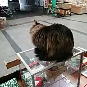 招き猫 ふくちゃん。看板猫です♪の画像