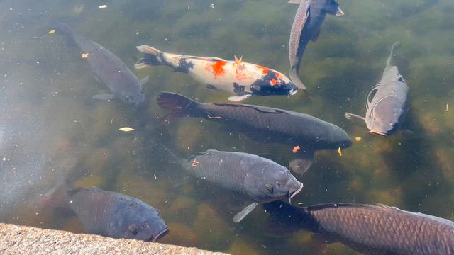徳川園でお散歩しました(*´꒳`*)の記事動画