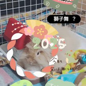 きなこの舞の画像